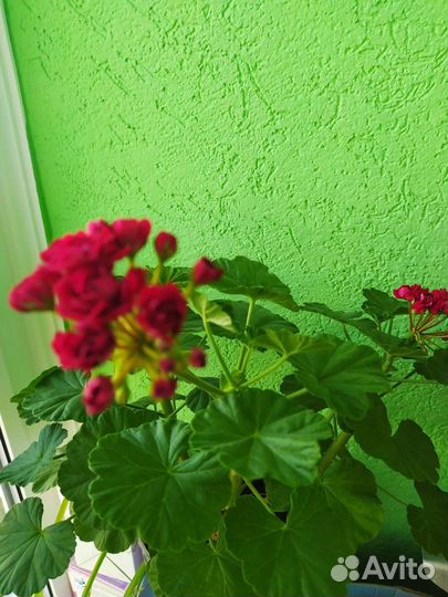 Пеларгония герань