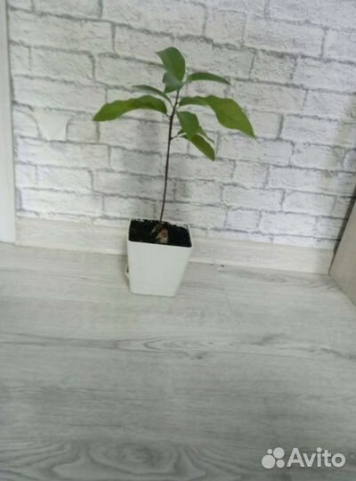 Авокадо растение