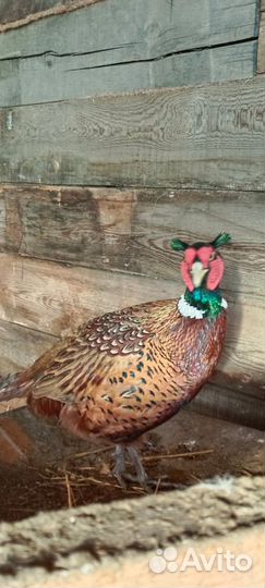 Фазаны самцы