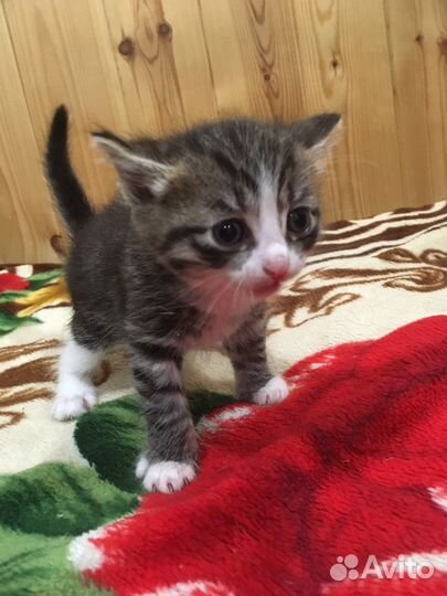 Кошка