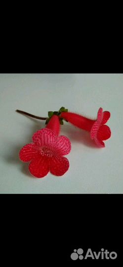 Пеперомии вариегатные, Хойя, Колерии