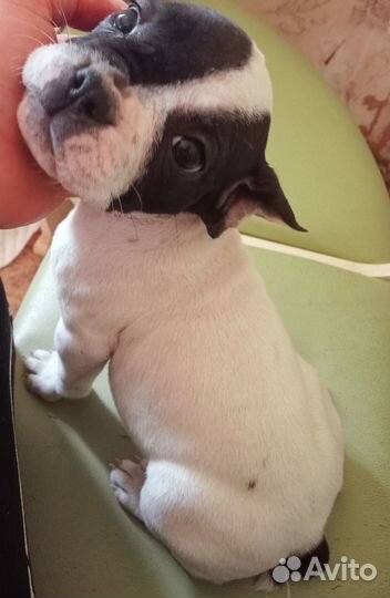 Французики щенки