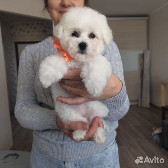 Щенки бишон фризе