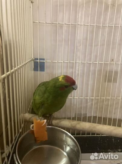 Молодой самец какарика и корелл самец