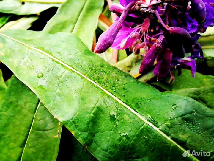 Кипрей сухой, иван-чай ферментированный, опт