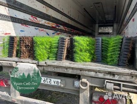 Зкс и окс Сосна Ель Лиственница сеянцы Голуб горн