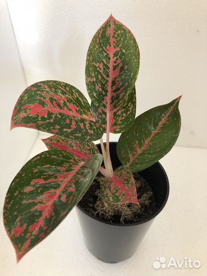 Аглаонема,сансевиерия,папоротник