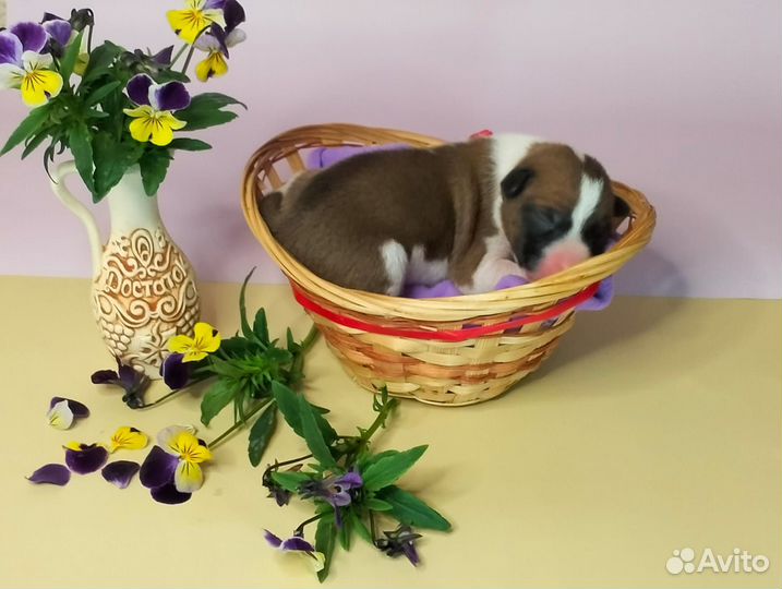 Щенки басенджи