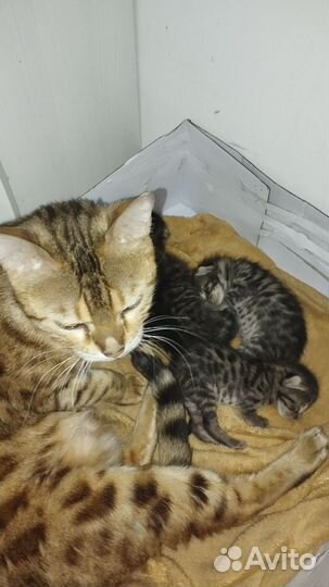 Котята от бенгальской кошки