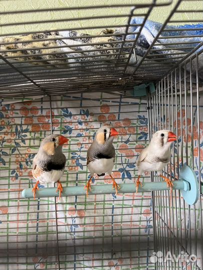 Зебровые амадины