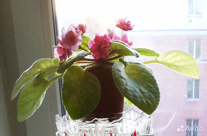 Фиалка Аламо Джой (лист)