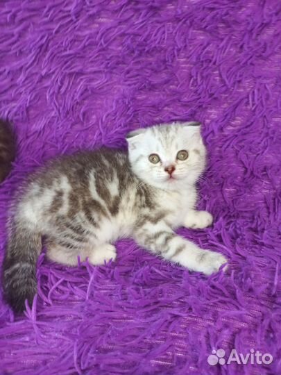 Шотландские котята