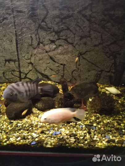 Рыбы цихлиды