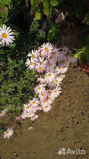 Черенки хризантемы