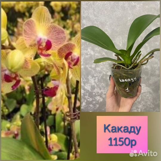 Орхидеи и не только