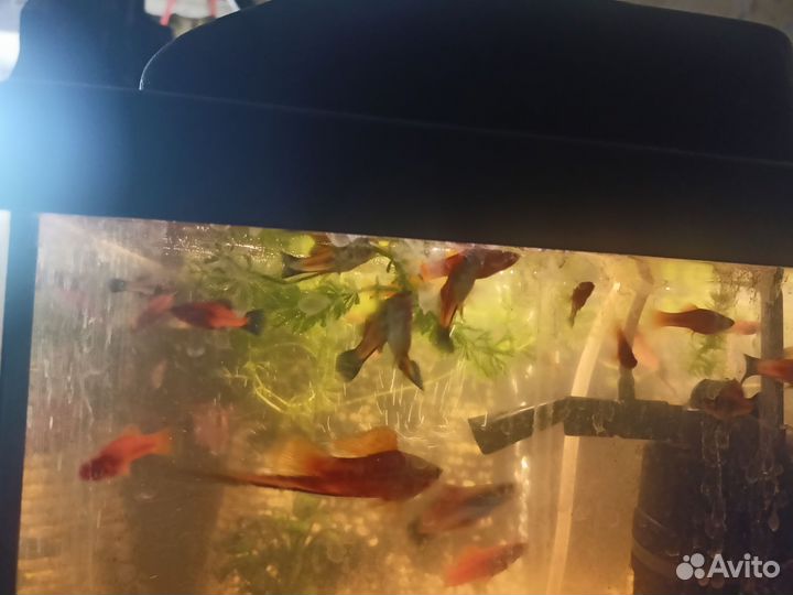 Меченосцы рыбки