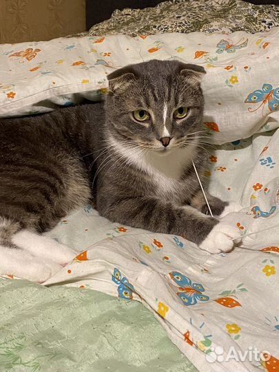 Вислоухий кот