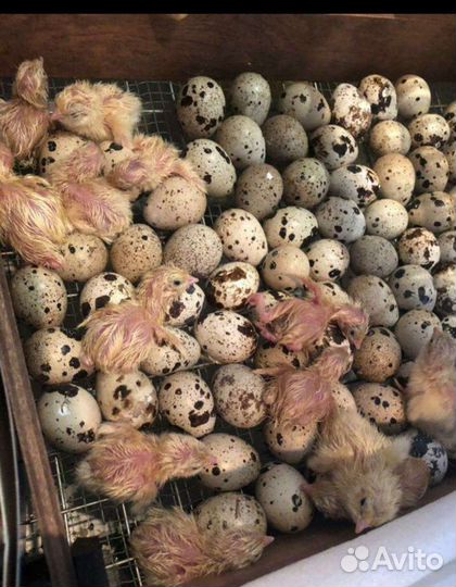 Перепела мясо яйца