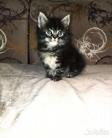 Мальчики и девочки