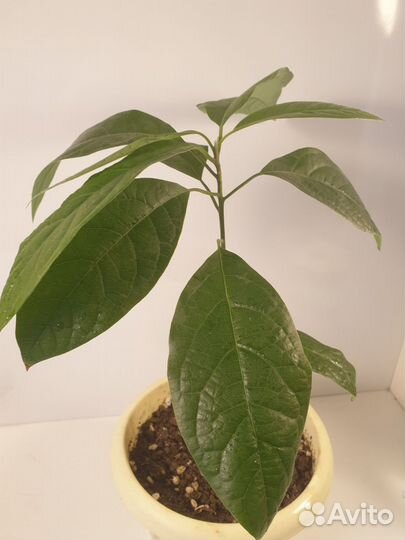 Саженец Авокадо в горшке