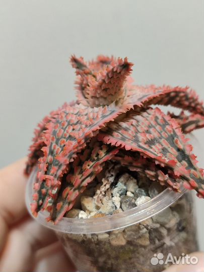 Алоэ гибридные