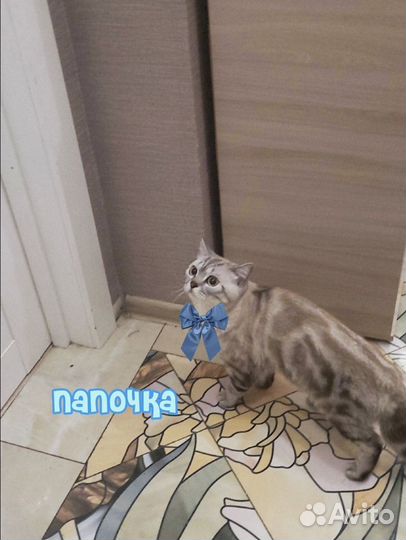 Британскте котята