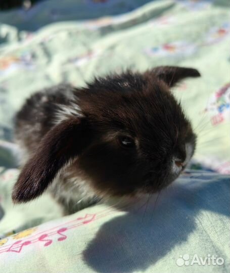 Декоративные кролики вислоухие