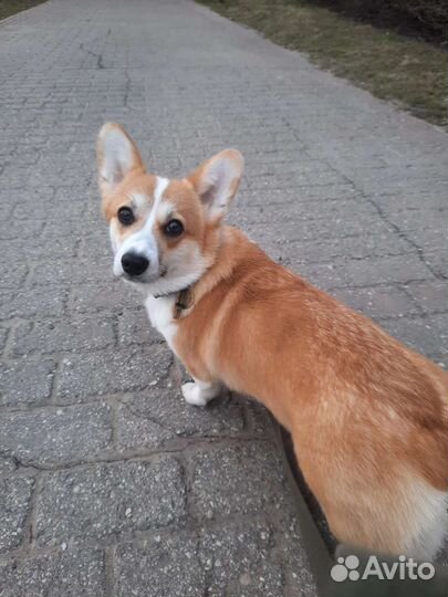 Выгул собак