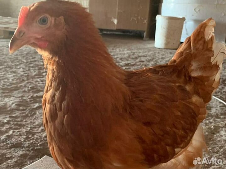 Куры домашние