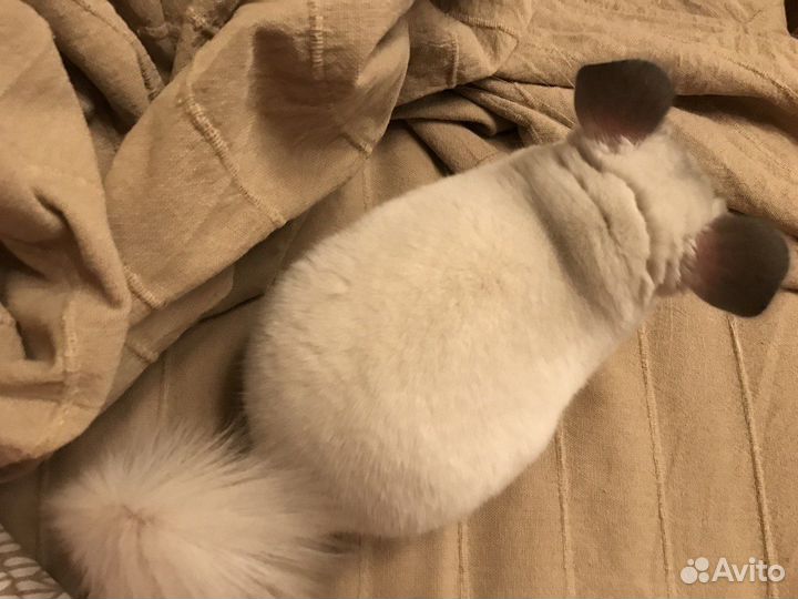 Шиншилла мальчик