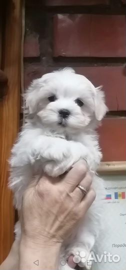 Щенки мальтезе