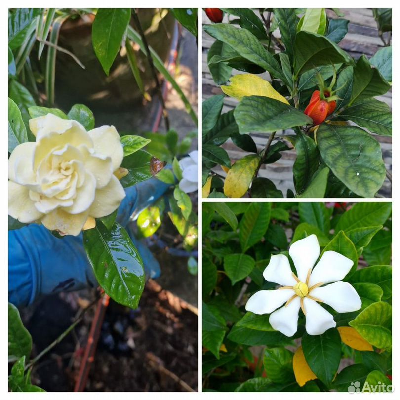 Gardenia jasminoides 'Kleim's Hardy' - Гардения жасминовидная