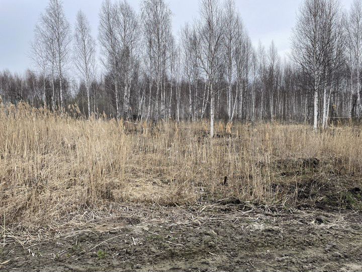 Участок 6,5 сот. (СНТ, ДНП)