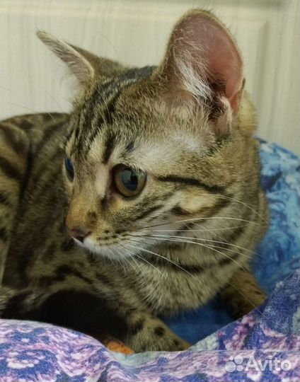 Котенок в добрые руки