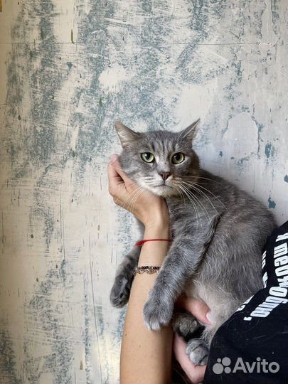 Серый котик Серж