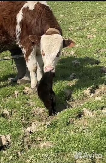 Телята бычки сементалы