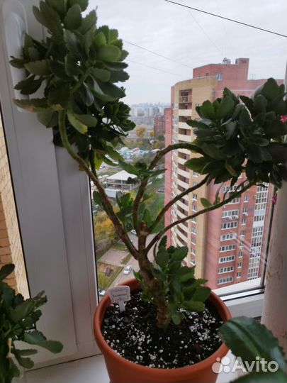 Росток каланхоэ