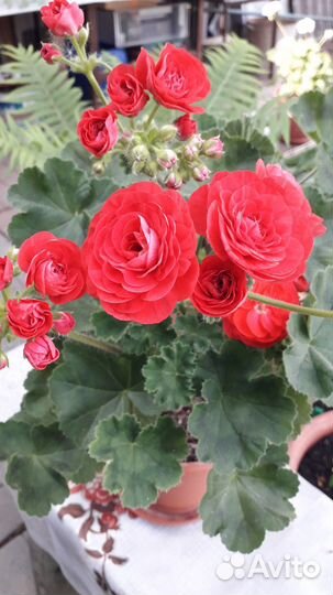 Пеларгония герань