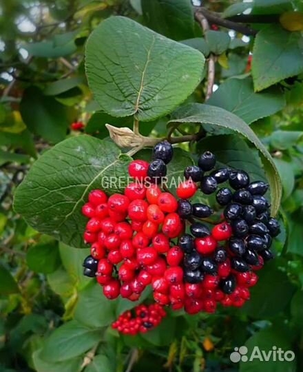 Шикарные садовые растения