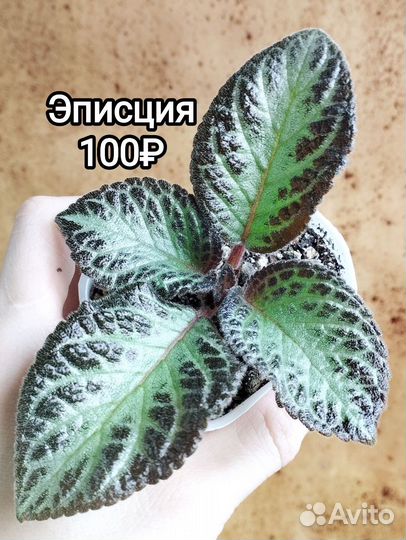 Комнатные растения