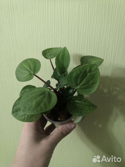 Пеперомия рана верде