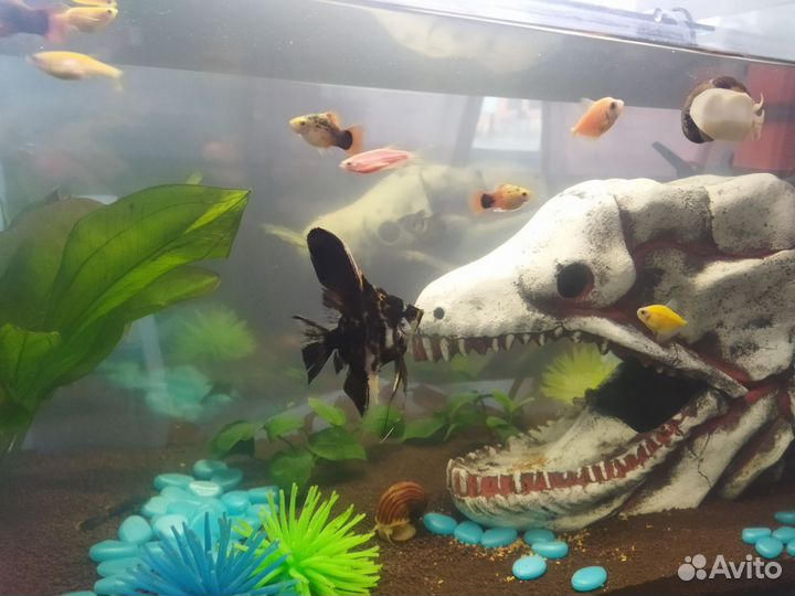 Аквариум с рыбками