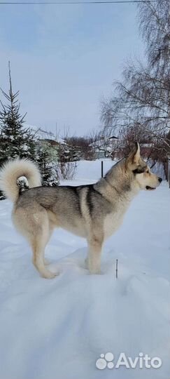 Сибирский хаски вязка