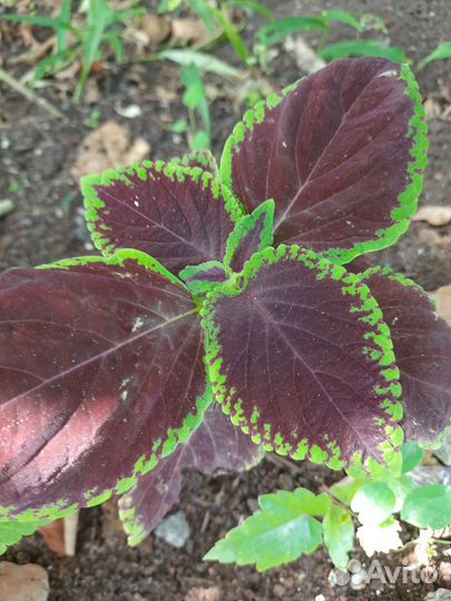 Комнатные цветы