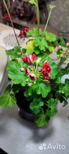 Пеларгония герань сортовая