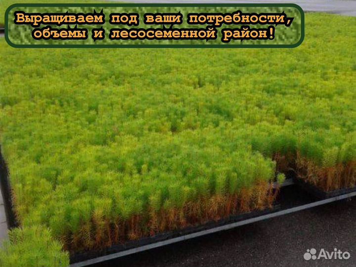 Зкс сеянцы ели и сосны