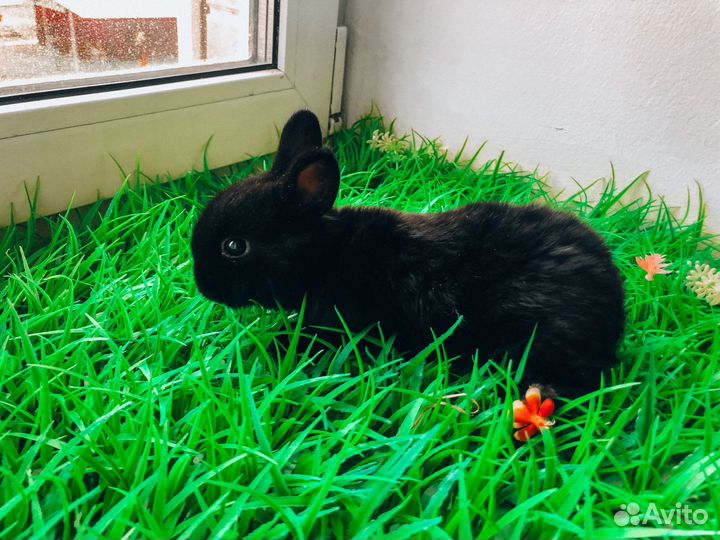 Мини карликовый кролик
