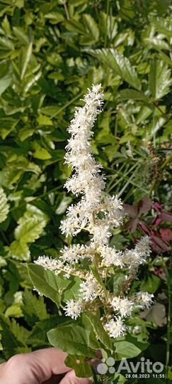 Цветы многолетние