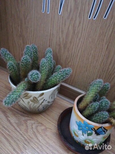Кактусы в добрые руки