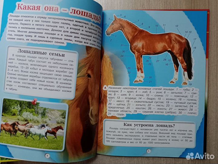 Детская энциклопедия про лошадей